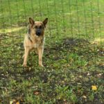Should I Call an Attorney if I’ve Been Bitten by a Dog in Columbus, GA